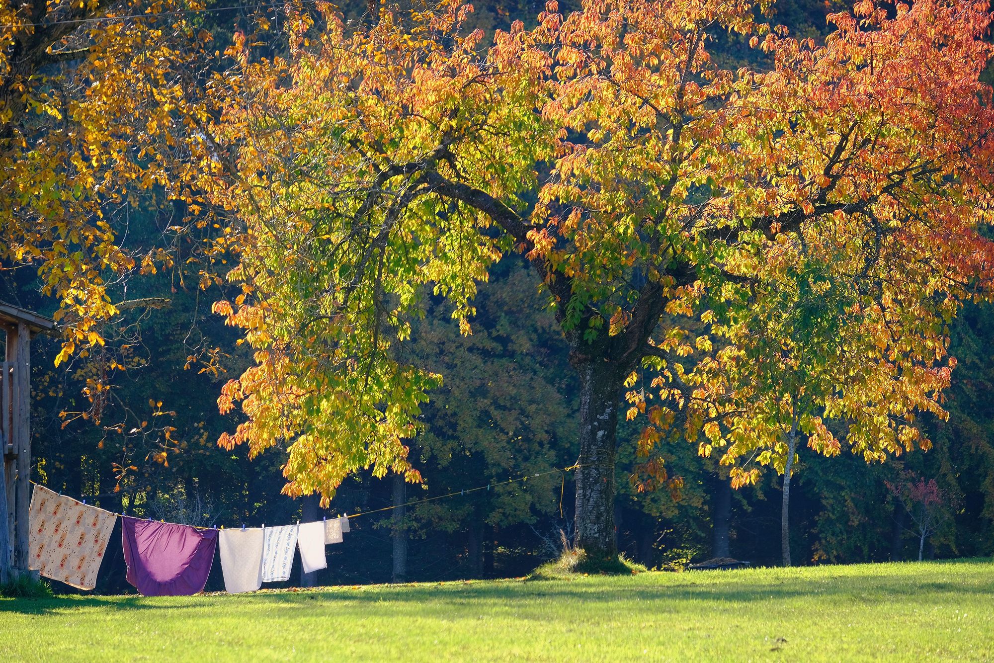 Clothesline hanging from a tree with clothes drying on it